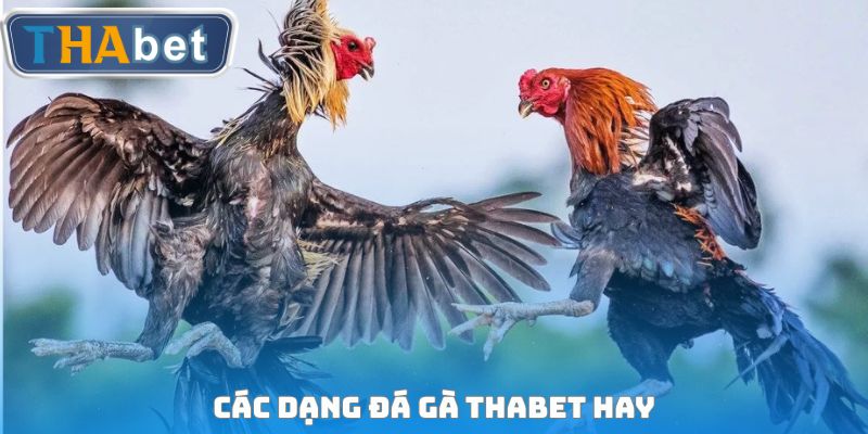 Các dạng đá gà THABET hay
