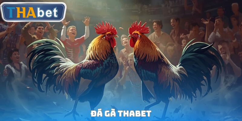 Đá gà Thabet